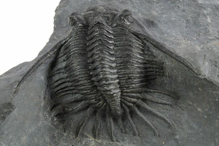 Kayserops megaspina Trilobite - Bou Lachrhal, Morocco #347287